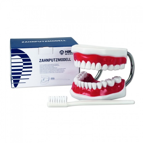 Модель демонстрационная с супер зубной щеткой Toothbrushing Model