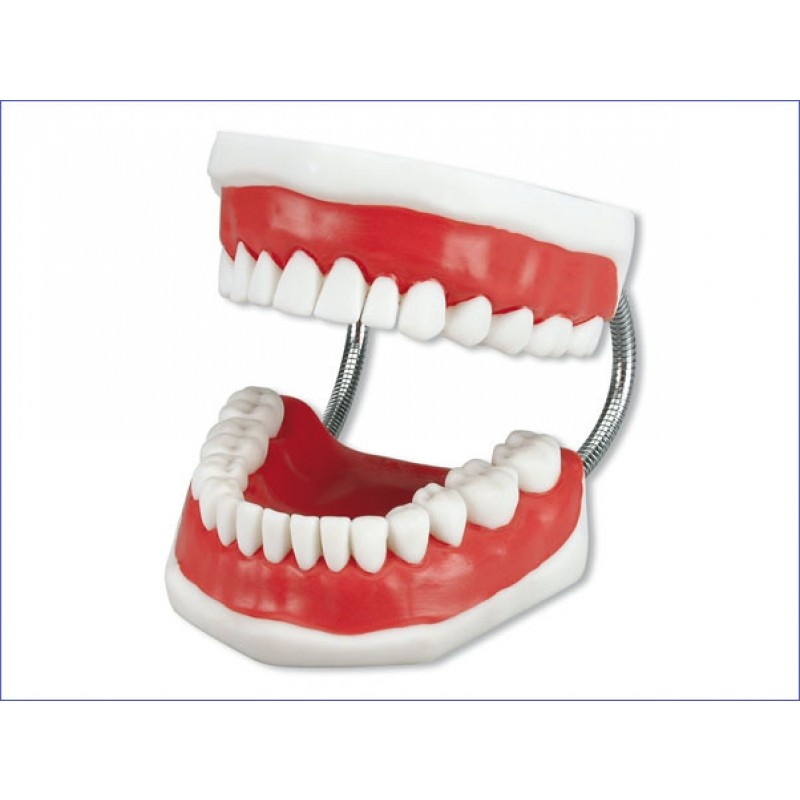 Модель демонстрационная с супер зубной щеткой Toothbrushing Model