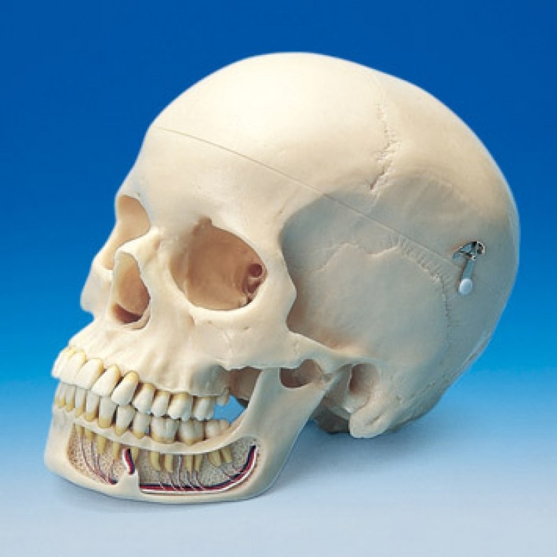 Нижняя челюсть с черепом подвижные